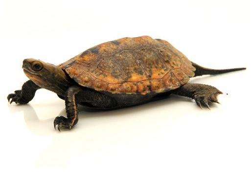 Japanese pond turtle Japanese Pond Turtle for Sale Reptiles for Sale