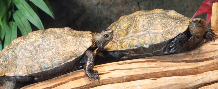 Japanese pond turtle Japanese Pond Turtle Tennessee Aquarium