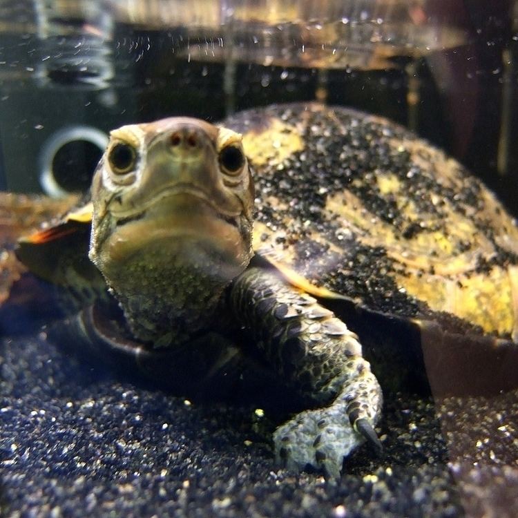 Japanese pond turtle FileMauremys japonica Japanese pond turtlejpg Wikimedia Commons