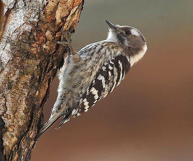 Japanese pygmy woodpecker orientalbirdimagesorgimagesdata15387jappygmy0