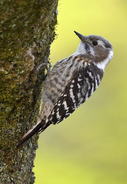 Japanese pygmy woodpecker Oriental Bird Club Image Database Japanese Pygmy Woodpecker