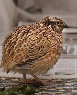 Japanese quail Japanese quail Wikipedia