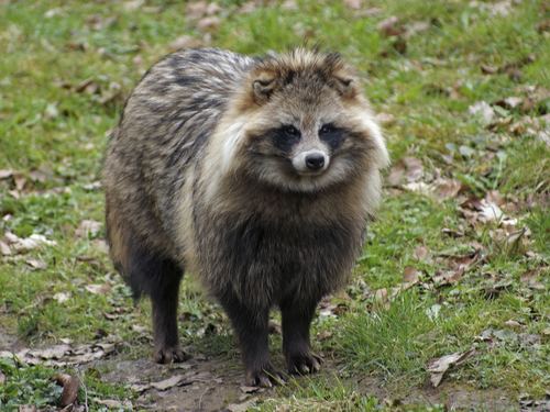Japanese raccoon dog Raccoon dogs are a thing and the Internet is freaking out