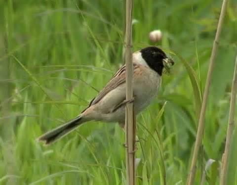 Japanese reed bunting More on Emberiza yessoensis Japanese Reed Bunting