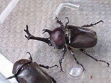 Japanese rhinoceros beetle httpsuploadwikimediaorgwikipediacommonsthu