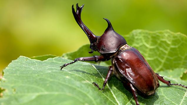 Japanese rhinoceros beetle A Look Into The Strange World Of Japanese Beetle Fighting SnapThirty