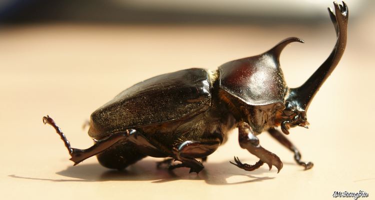 Japanese rhinoceros beetle Rhino beetle horns come cheap Horns Other and Google