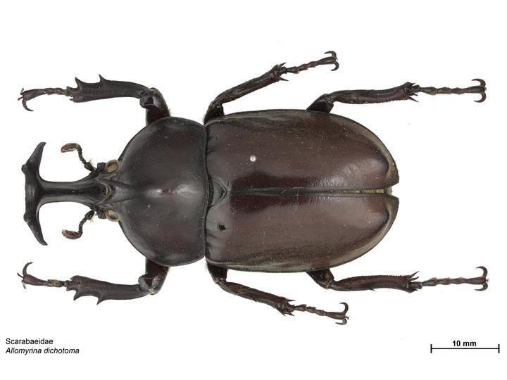Japanese rhinoceros beetle Japanese Rhinoceros Beetle