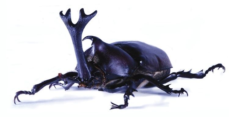 Japanese rhinoceros beetle - Alchetron, the free social encyclopedia