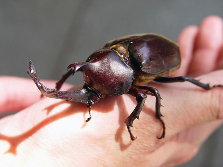 Japanese rhinoceros beetle How to Care for Your Beetle Pet Beetles in Japan