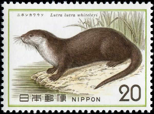 Japanese river otter Japanese River Otter Declared Extinct Scientific American Blog Network