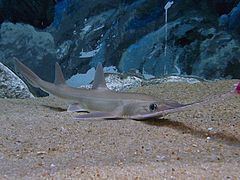 Japanese sawshark httpsuploadwikimediaorgwikipediacommonsthu