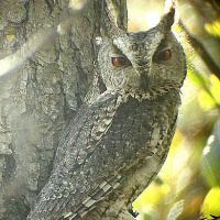 Japanese scops owl wwwowlpagescomowlsspeciesimagesjapanesescop