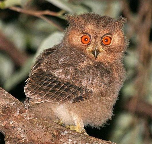 Japanese scops owl Japanese Scopsowl Otus semitorques videos photos and sound