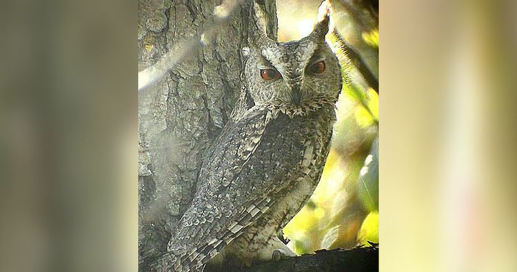 Japanese scops owl Japanese Scops Owl Otus semitorques Information Pictures The