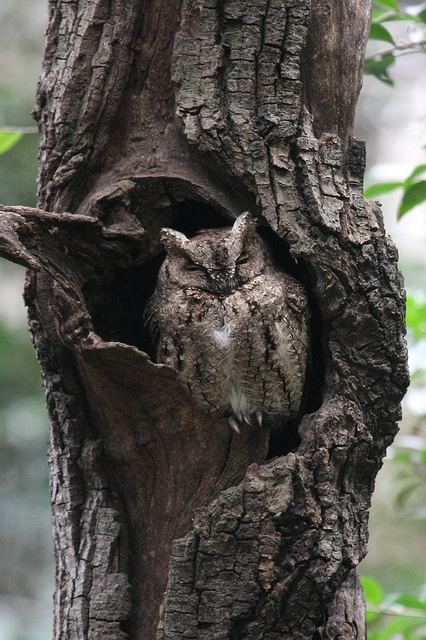 Japanese scops owl Otus a gallery on Flickr