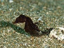 Japanese seahorse httpsuploadwikimediaorgwikipediacommonsthu