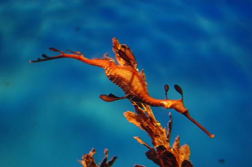 Japanese seahorse micpohling39s most interesting Flickr photos Picssr