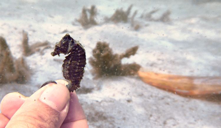 Japanese seahorse The Search For Seahorses In Thailand FusedJaw FusedJaw