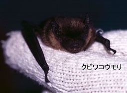 Japanese short-tailed bat wwwplanetmammiferesorgPhotosVolantsVespertE