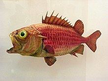 Japanese soldierfish httpsuploadwikimediaorgwikipediacommonsthu