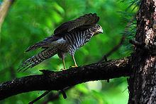 Japanese sparrowhawk Japanese sparrowhawk Wikipedia