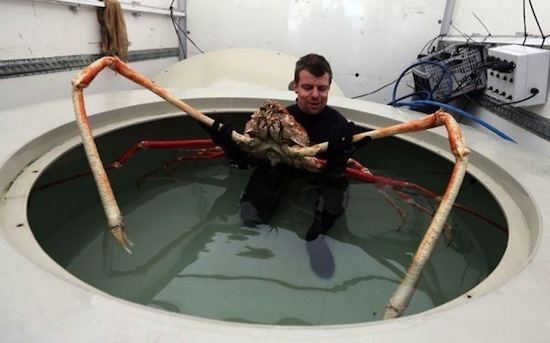 Japanese spider crab Japanese Spider Crabs Twelve Feet of Legs Kids Discover
