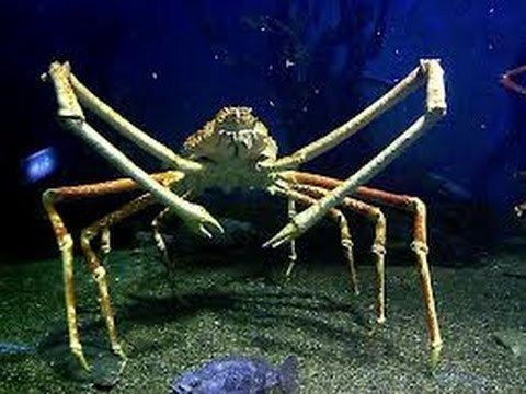 Japanese spider crab Facts The Japanese Spider Crab YouTube