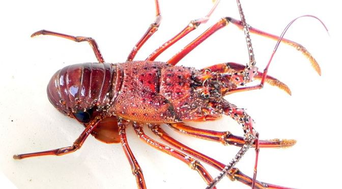 Japanese spiny lobster Japanese Crustacean Species 5 Ise EbiJapanese Spiny Lobster