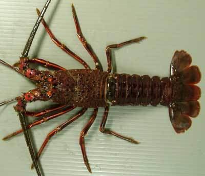 Japanese spiny lobster Crustacean Species 5 Ise EbiJapanese Spiny Lobster SHIZUOKA