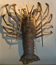 Japanese spiny lobster httpsuploadwikimediaorgwikipediacommonsthu