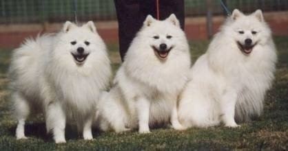 Japanese Spitz Japanese Spitz Dog Breed Information and Pictures