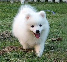 Japanese Spitz httpsuploadwikimediaorgwikipediacommonsthu