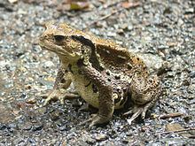 Japanese stream toad httpsuploadwikimediaorgwikipediacommonsthu