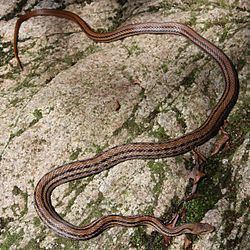 Japanese striped snake httpsuploadwikimediaorgwikipediacommonsthu