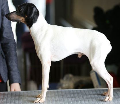 Japanese Terrier Japanese Terrier TemperamentHealthTrainingGrooming