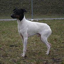 Japanese Terrier httpsuploadwikimediaorgwikipediacommonsthu