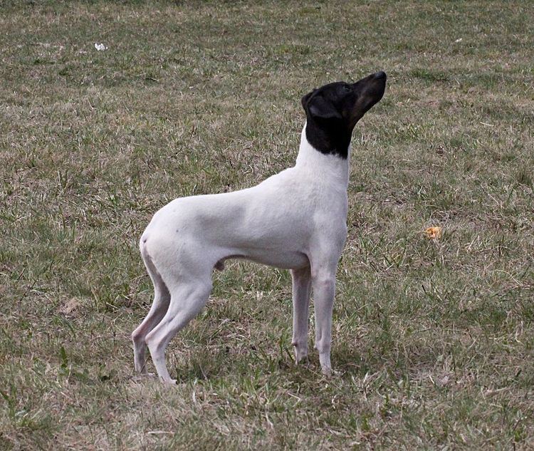 Japanese Terrier Japanese Terrier Facts Pictures Price and Training Dog Breeds