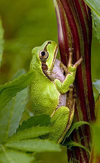 Japanese tree frog httpsuploadwikimediaorgwikipediacommonsthu