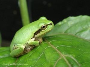 Japanese tree frog Japanese Tree Frogs Gettin39 Grubby Home DIY amp Stuff
