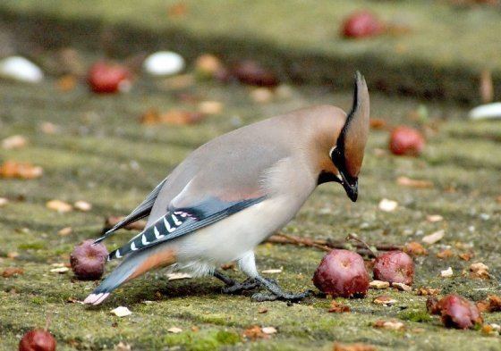 Japanese waxwing Surfbirds Online Photo Gallery Search Results