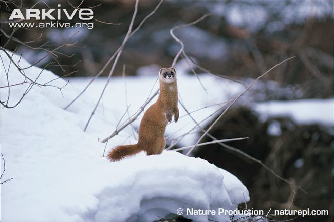 Japanese weasel Japanese weasel videos photos and facts Mustela itatsi ARKive