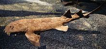 Japanese wobbegong httpsuploadwikimediaorgwikipediacommonsthu