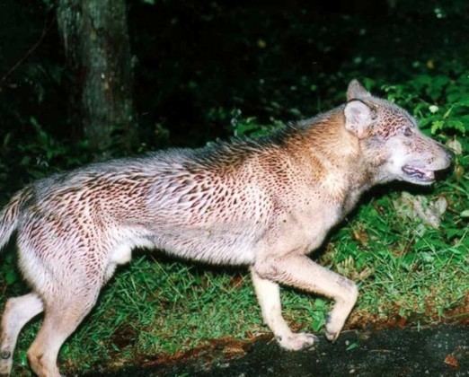 Japanese wolf Extinct Japanese Wolves on emaze