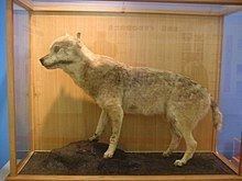 Japanese wolf httpsuploadwikimediaorgwikipediacommonsthu