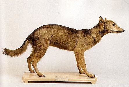 Japanese wolf History Shikoku Ken kennel Kasatori Sou