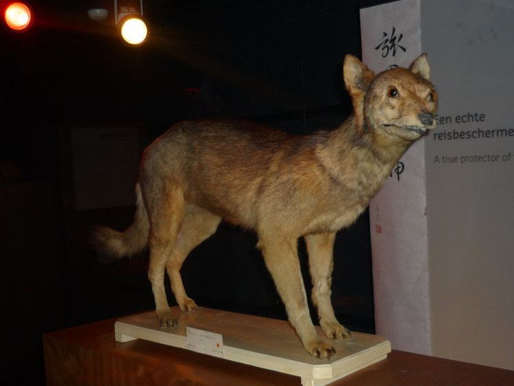 Japanese wolf Extinct japanese wolf by DiardiWolf on DeviantArt