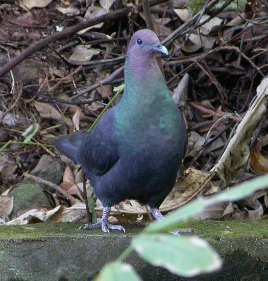 Japanese wood pigeon orientalbirdimagesorgimagesdata24japanesewo