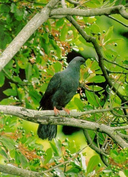 Japanese wood pigeon Japanese Wood Pigeon
