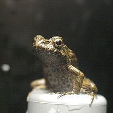 Japanese wrinkled frog httpsuploadwikimediaorgwikipediacommonsthu